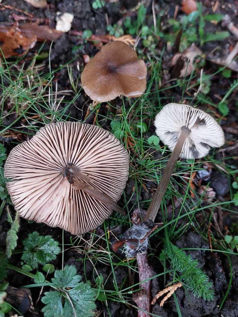 Photo © Jesper Launder Entoloma hirtipes by Jesper Launder